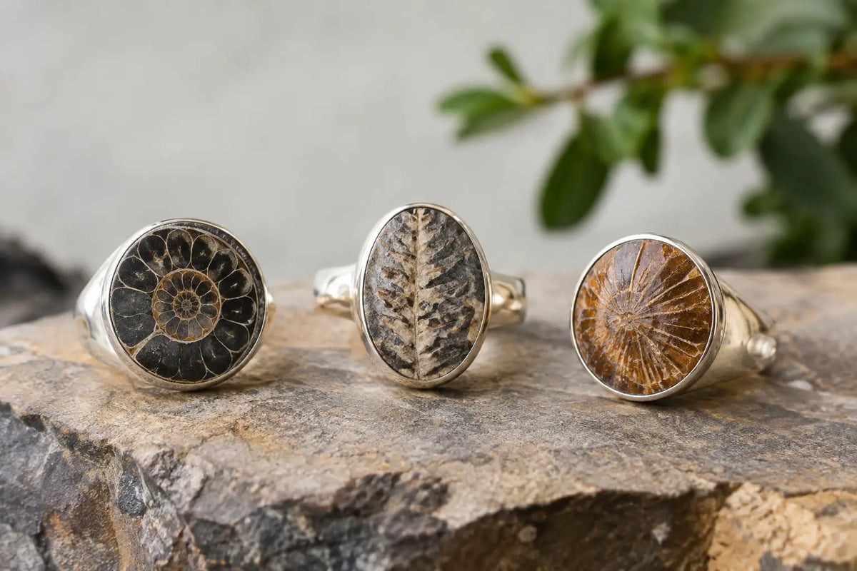 Fossil Rings With a Story Millions of Years Old
